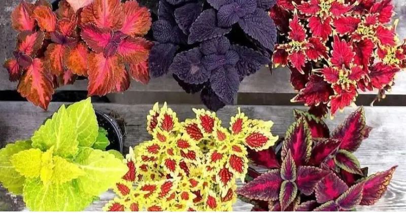 Coleus