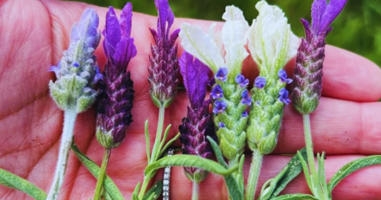Tipos de Lavanda! Descubra as Diferenças - dicasjardim.com