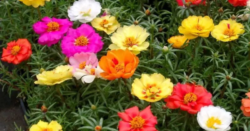 Portulaca
