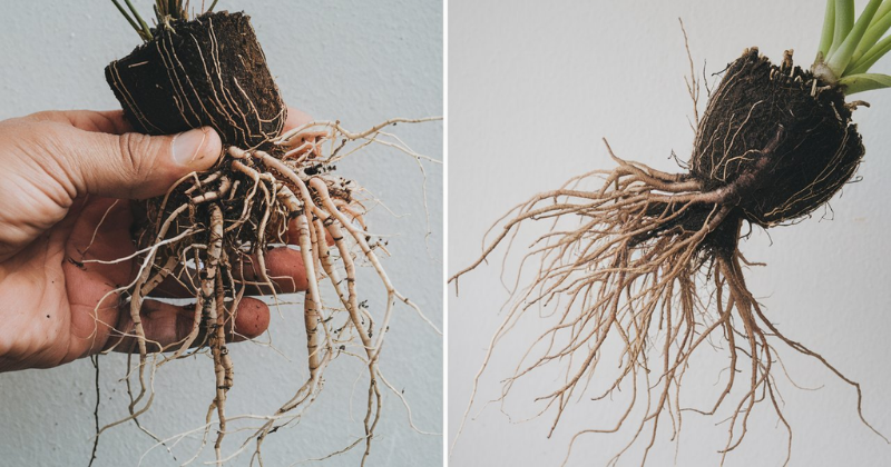 plantas Plantas